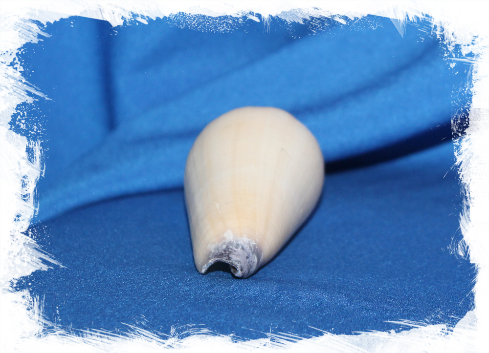 Морская раковина Конус Вирго,  Conus virgo