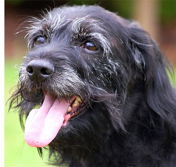 Собаки седеют от стресса Собаки седеют от стресса