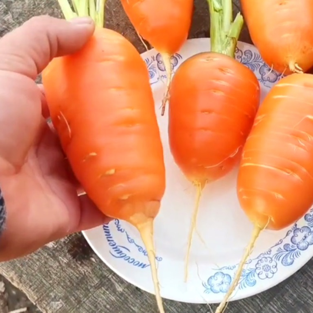 Гэрандская Древняя Крупная Полудлинная РАННЯЯ Морковь - Early Guerande Carrot