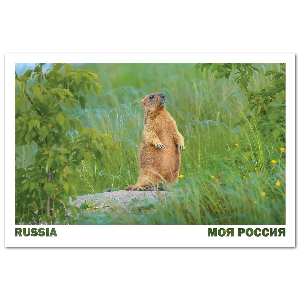 Байбак (он же степной сурок). Белгородская область