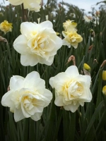Нарцисс Махровый Обдам