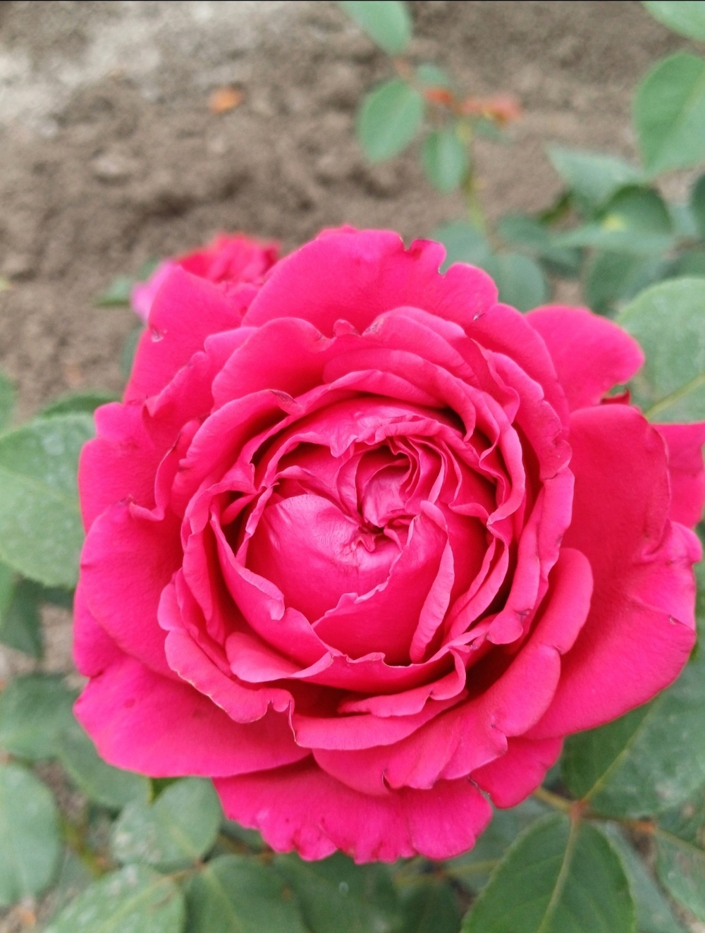 РОЗА СЕТЫРНХ ВЕТРОВ (Rose des 4 Vents )