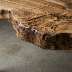 Карагач с капой