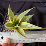 Сансевиерия SWEET CALERY VAR