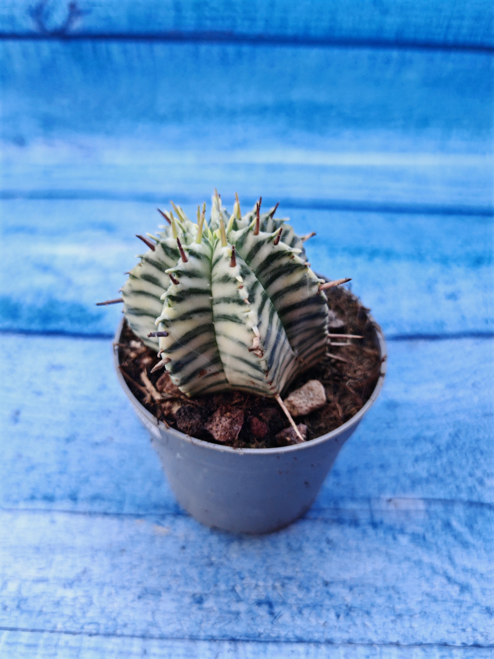 Euphorbia meloformis f. Variegated (Эуфорбия вариегатная)