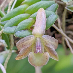 Орхидея EPIDENDRUM LONGIREPENS