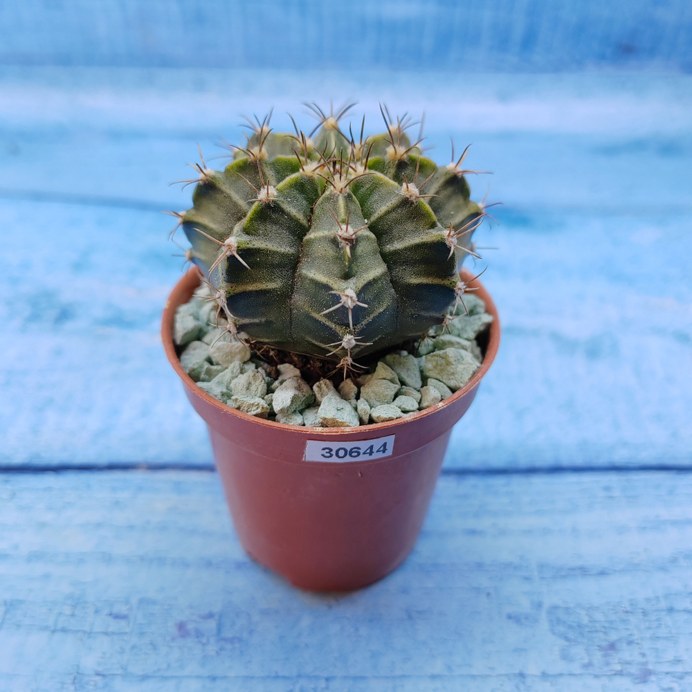 Gymnocalycium Friedrichii (Гимнокалициум)