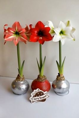 Амариллис луковица в воске