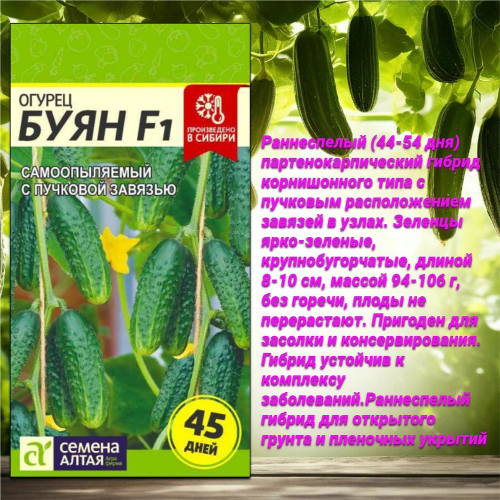 Лучшие сорта самоопыляемых гибридов огурцов. Семена Алтая