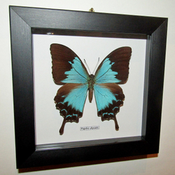 Бабочка Papilio ulysses самка в рамке