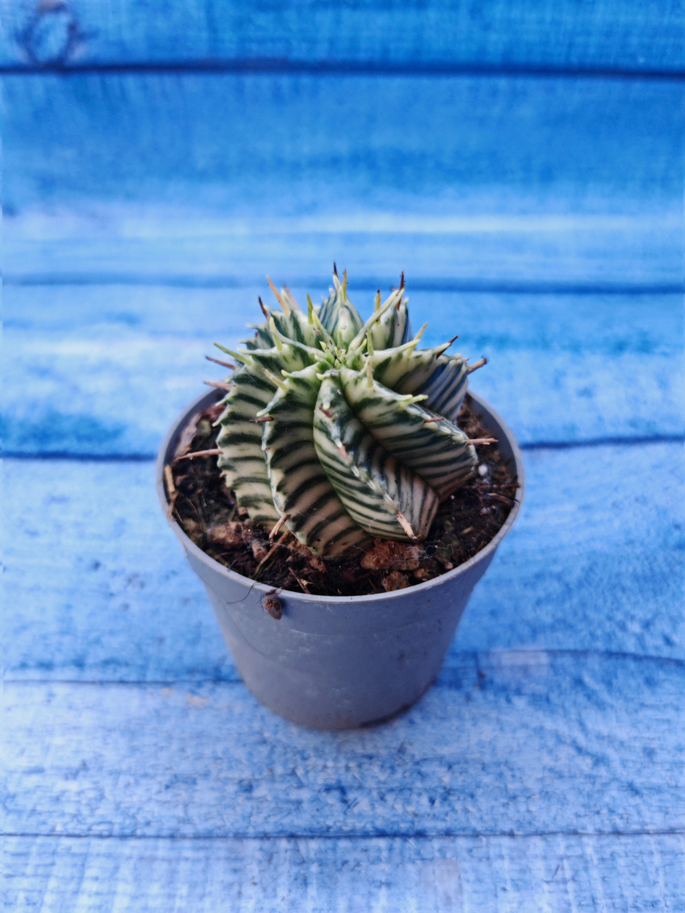 Euphorbia meloformis f. Variegated (Эуфорбия вариегатная)