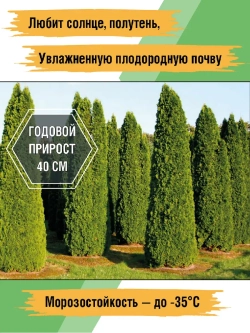Саженец Туя западная Смарагд 1 шт.