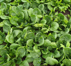 Шпинат Аполло (50гр)  Витагрин Профи