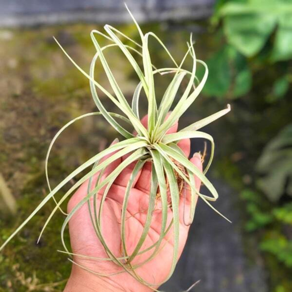 Тилландсия Hedi Gulz (exserta x streptophylla)