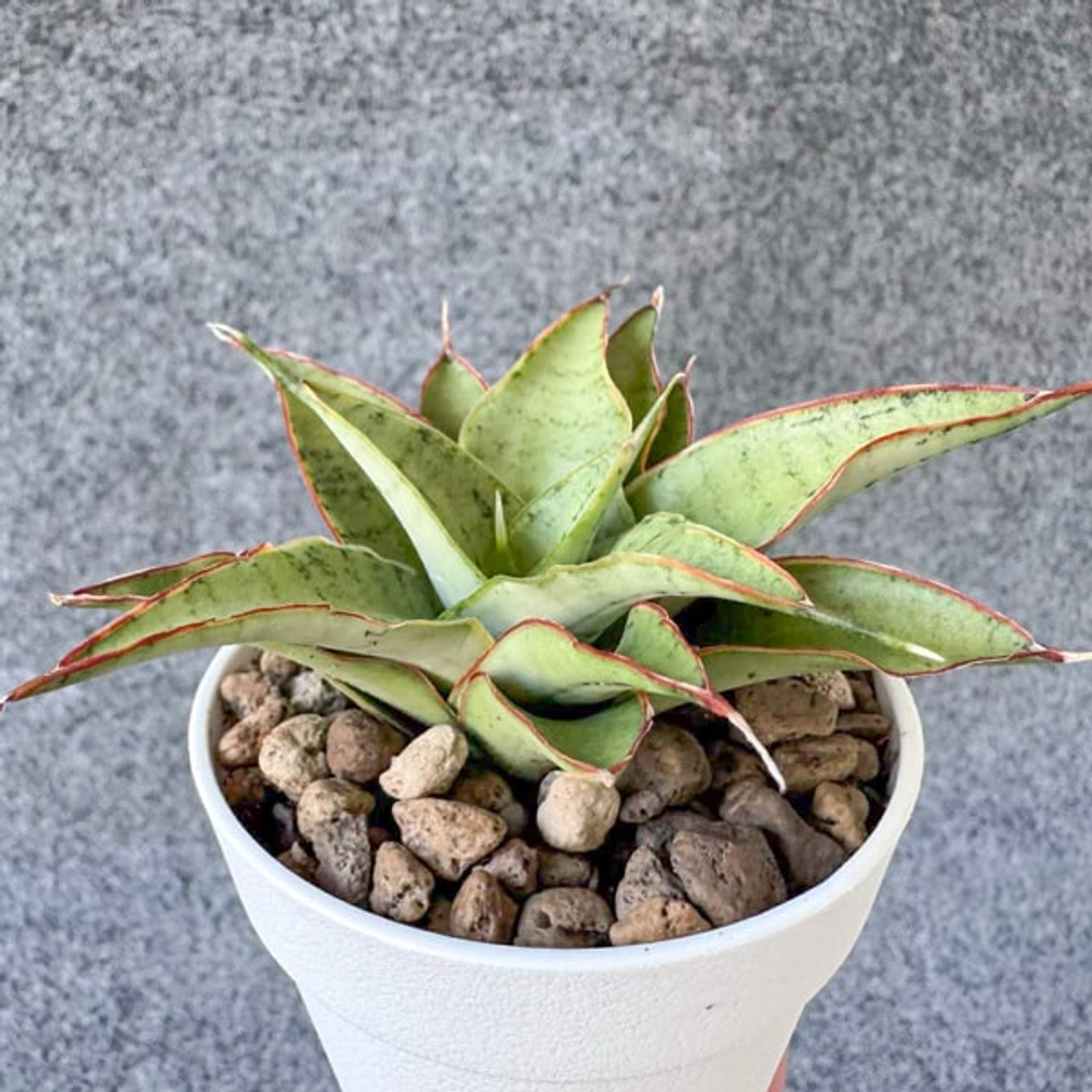 Сансевиерия NEPTUNE