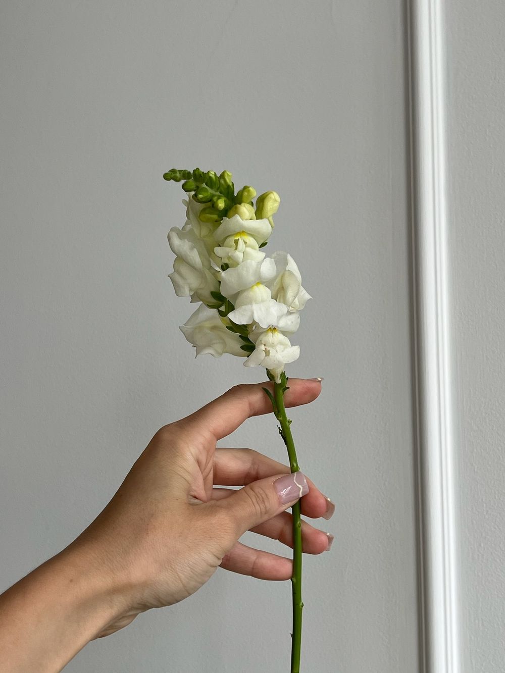 Львиный зев