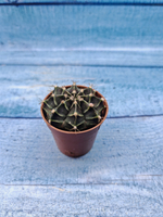 Gymnocalycium Friedrichii (Гимнокалициум)