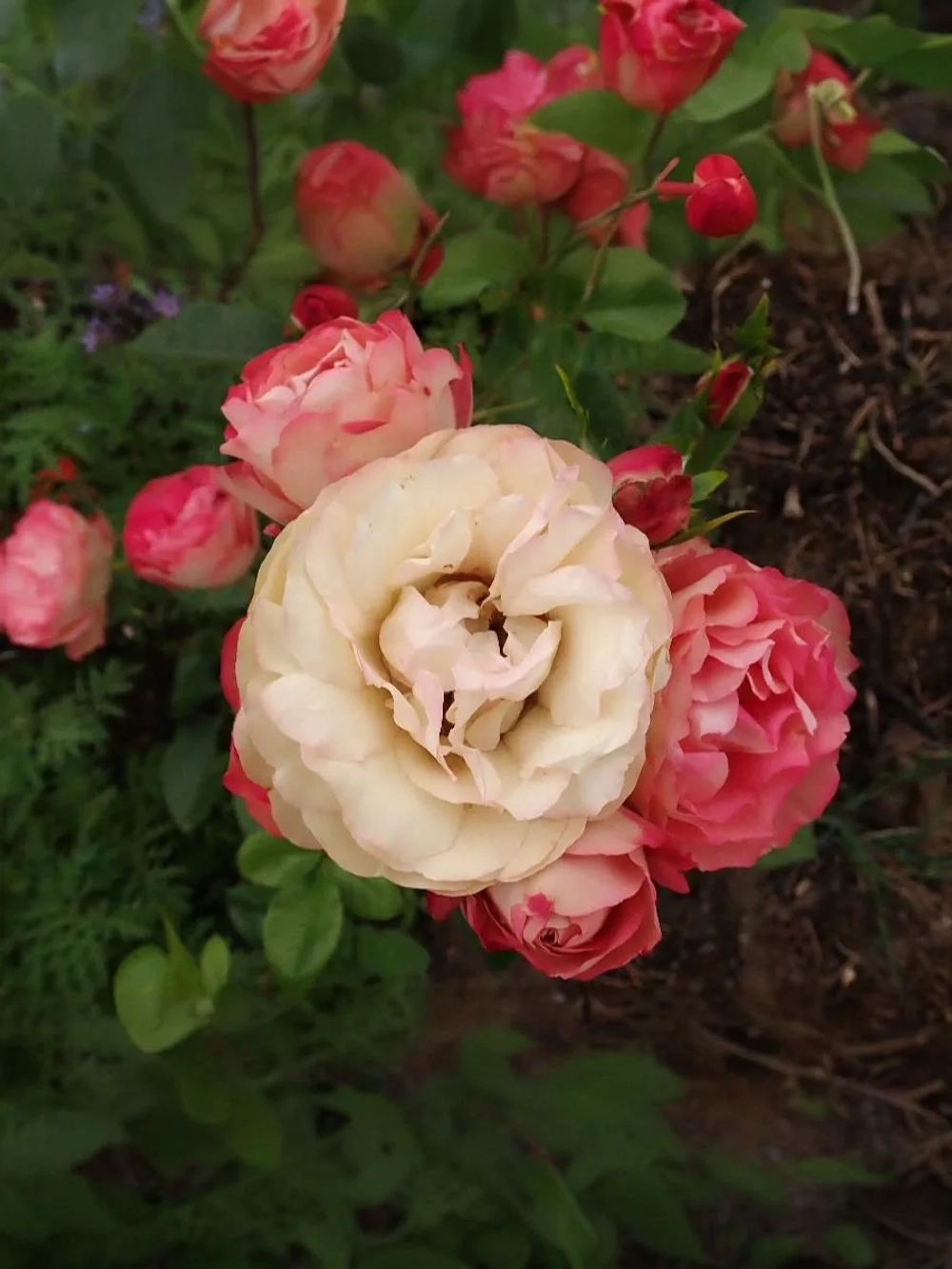 Роза флорибунда Акрополис