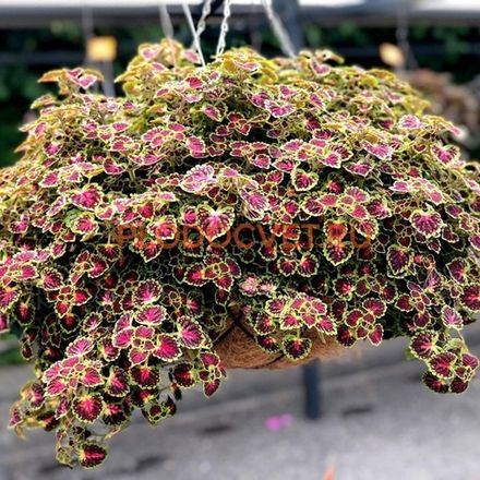 Колеусы в наличии