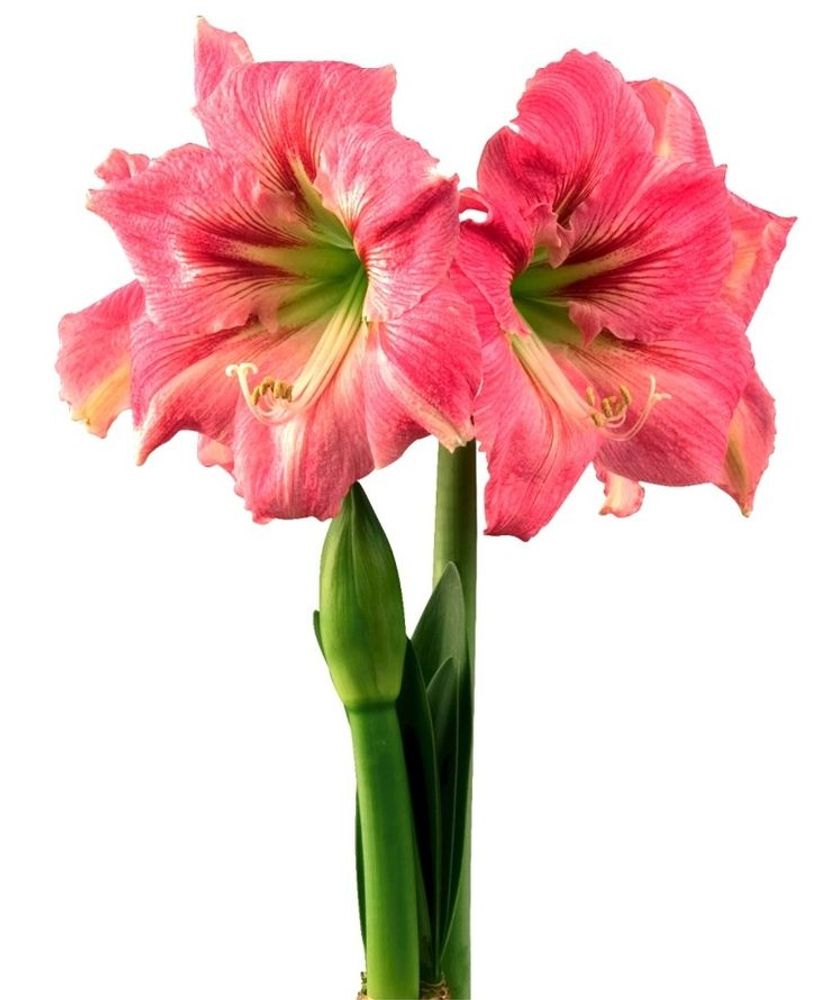 Амариллис Кэнди Флосс Закупка М80 сентябрь 2026