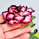 Адениум ALESHA