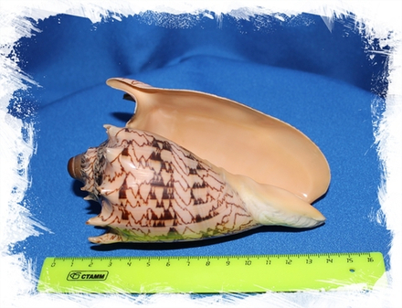 Волюта Империалис, 13-15см, 1шт