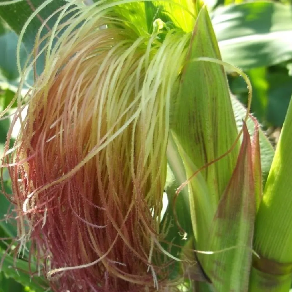 Кукурузные рыльца