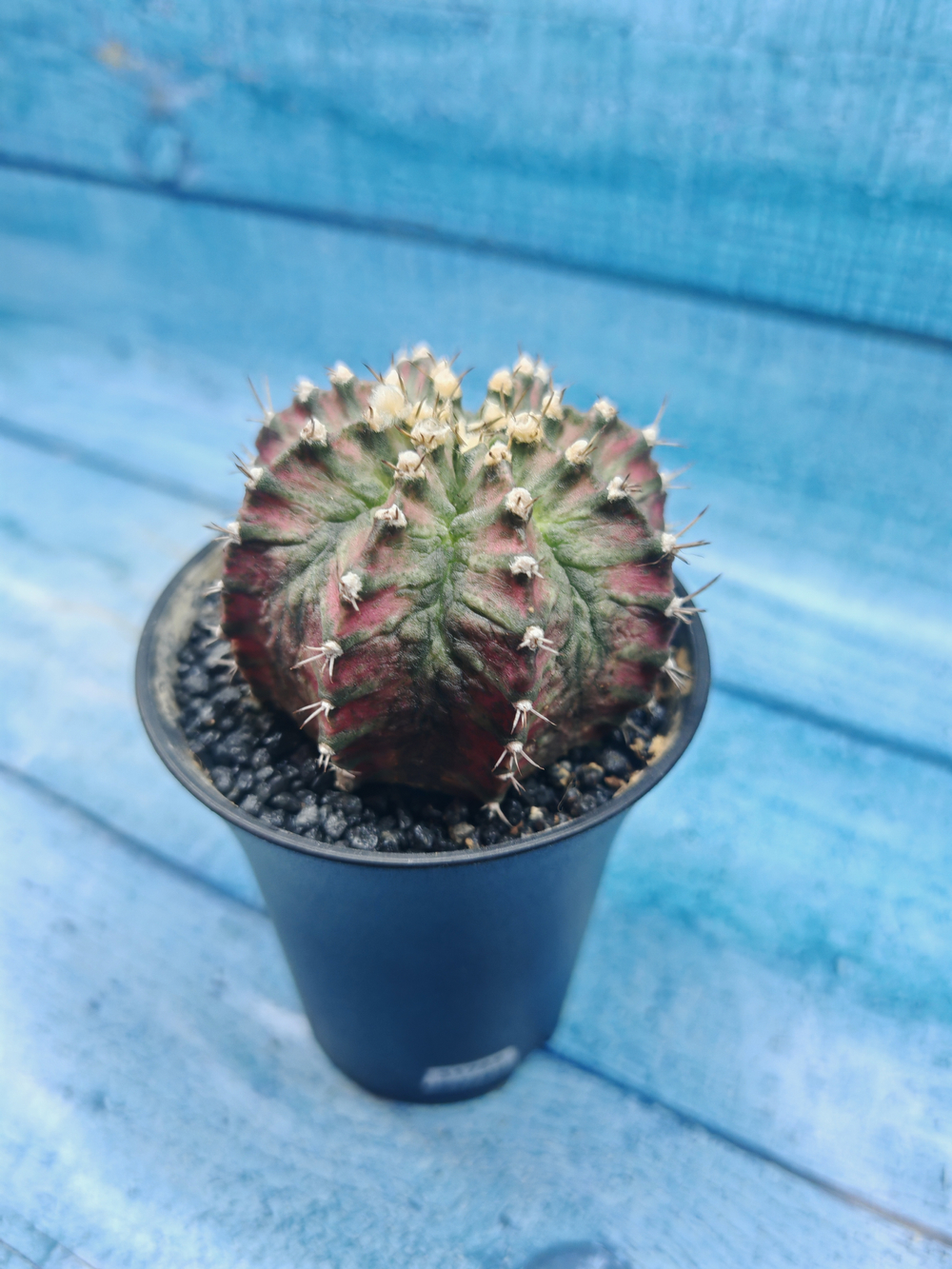 Gymnocalycium T-Rex Pink hybride (Гимнокалициум T-rex)