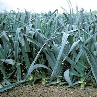 Лук порей Коламбус F1 10 000 (семян)