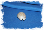 Раковина Cypraea camelopardalis, Каури жираф, Lyncina camelopardalis