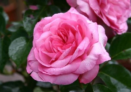 Розрэ дю Шатле (Roseraie Du Chatelet)