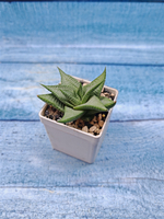 Haworthia Limifolia Roux (Хавортия)