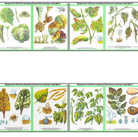 Плакаты ПРОФТЕХ "Вредит., болезни овощн., бахчев., картоф. культ." Часть 2 (22 пл, винил, 70х100)