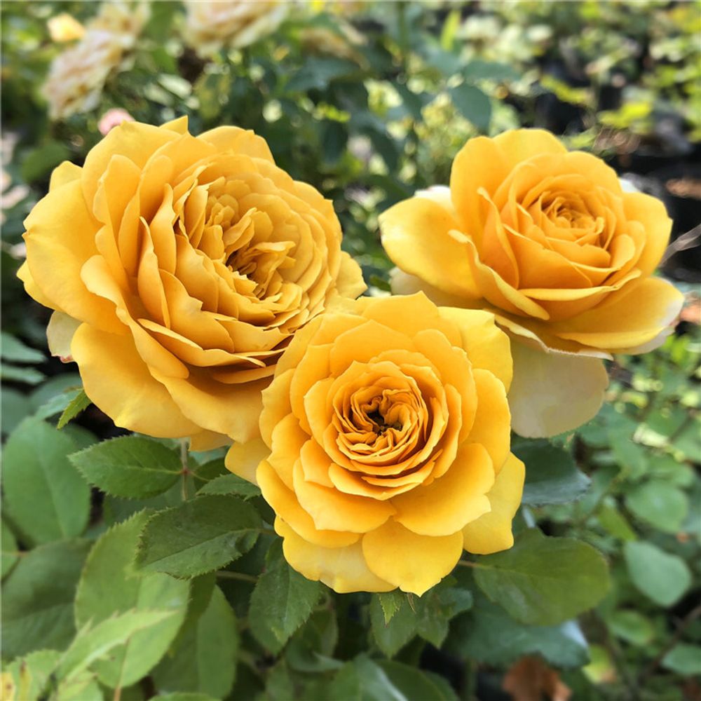 Пайн Дрим (Pine Dream)