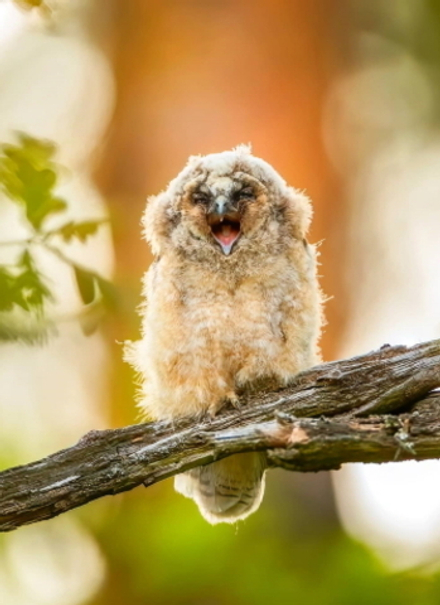 Товар без цветов