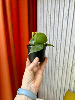 Филодендрон Сканденс, D9см Н15см, 1шт, Urban Jungle