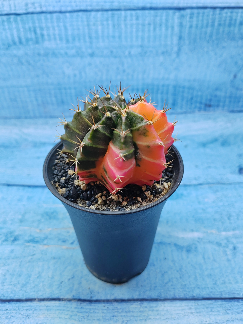 Gymnocalycium Variegata (Гимнокалициум Вариегатный)