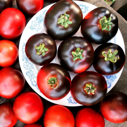 Помидоры Черная Бабочка - Black Butterfly Tomato