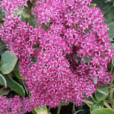 Очиток телефиум (седум) Манстед Дарк Ред С5