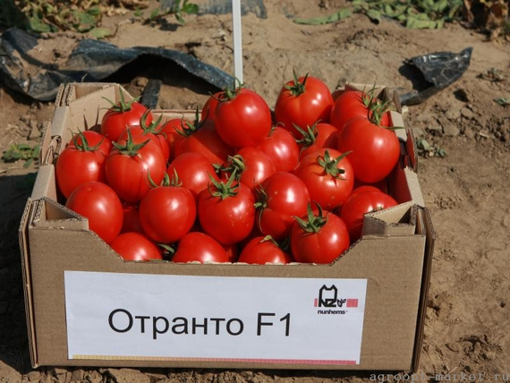 Отранто F1 семена томата детерминантного (Nunhems / Нюнемс)