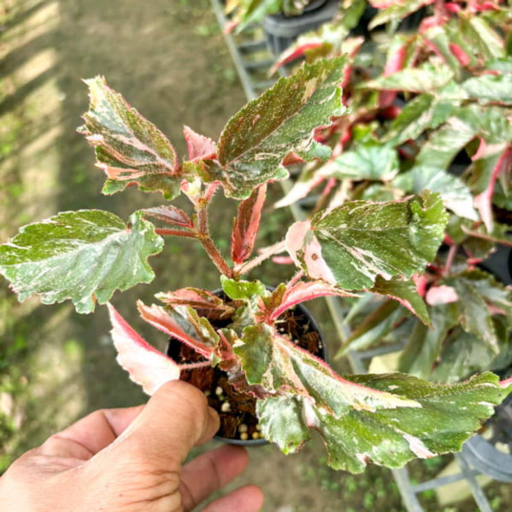 Бегония GINNY