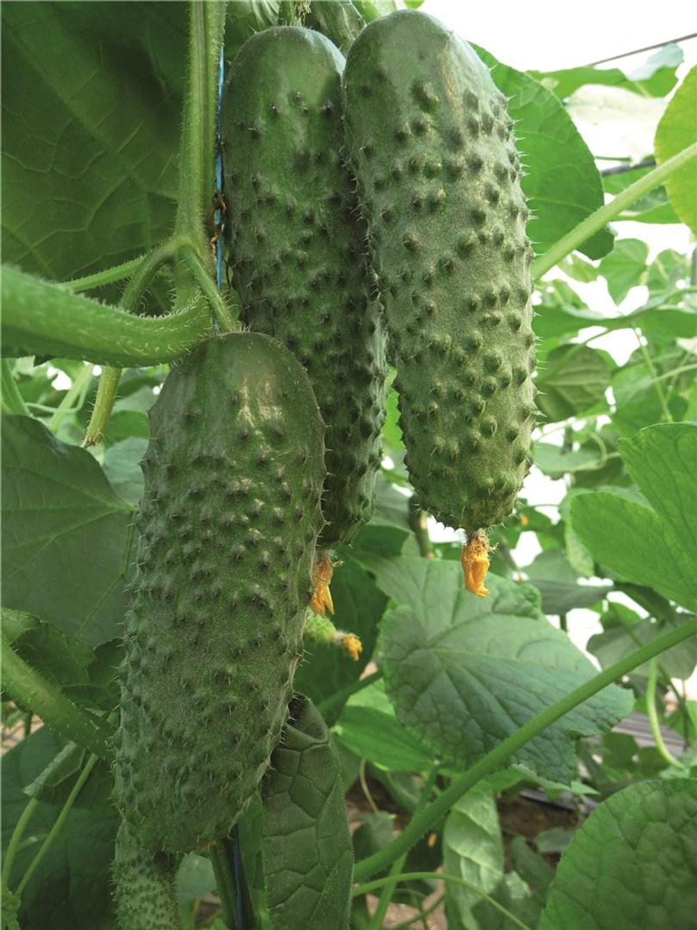 Артист F1 семена огурца партенокарпического (Bejo / Бейо)