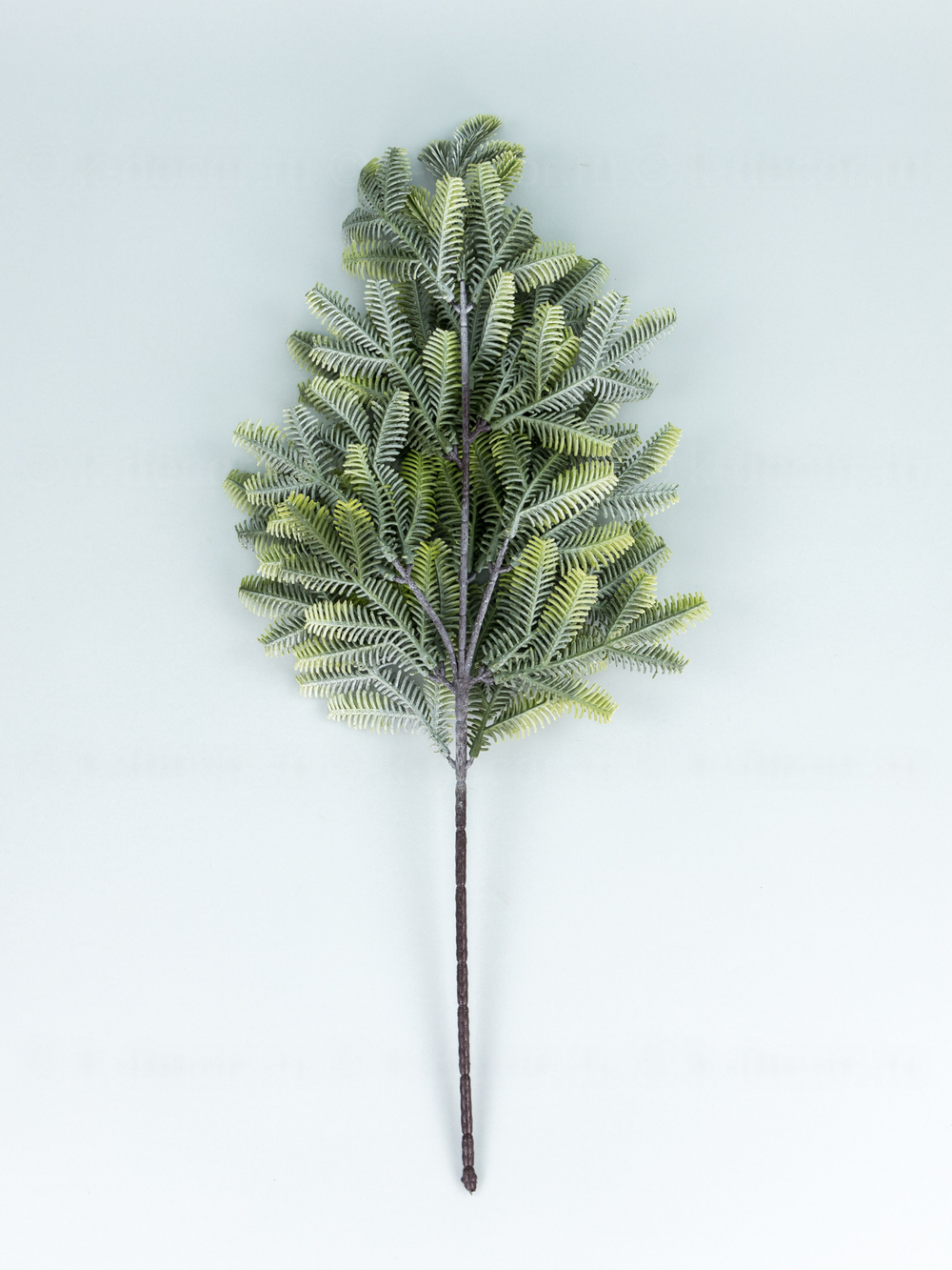 Ветка пихты