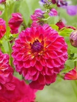 Георгин помпонный Войс