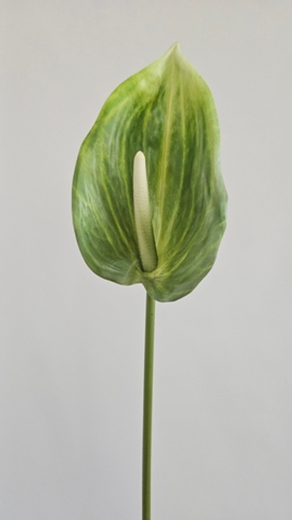 Антуриум одиночный крупный / Арт 2050