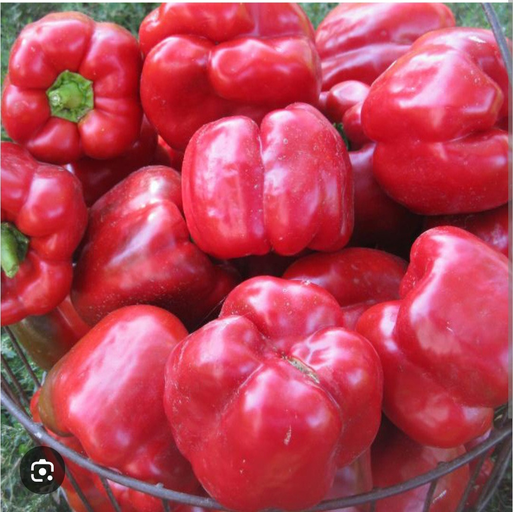 Перец Геркулес F1 / Hercules F1 5гр