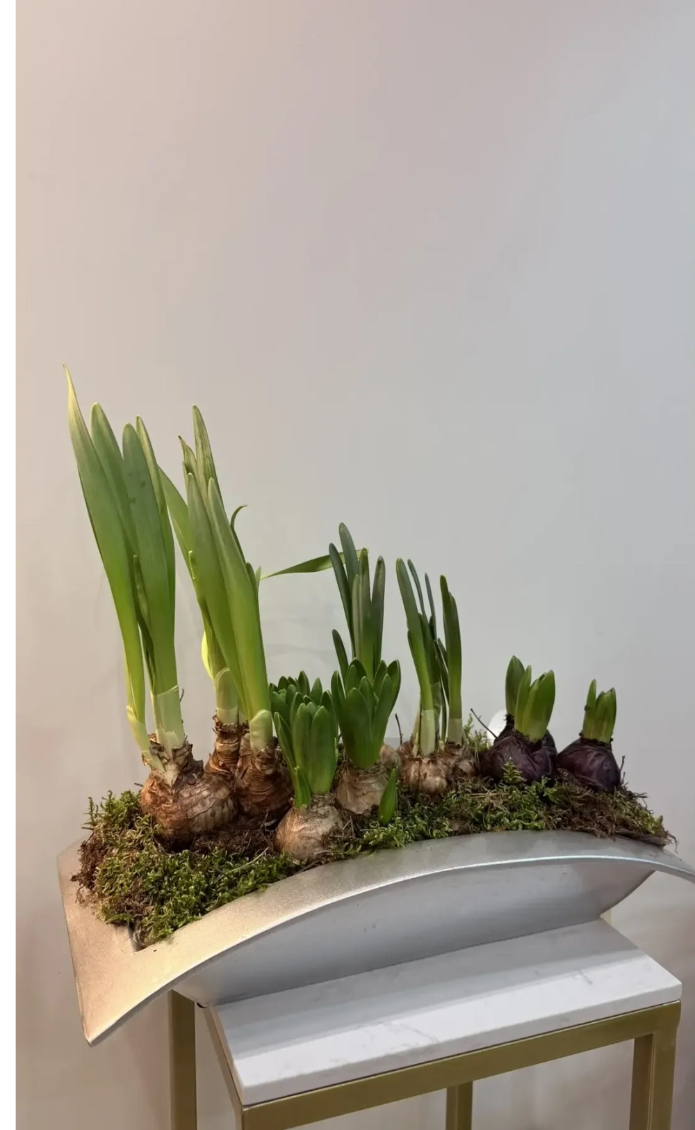 Композиция из луковичных первоцветов в кашпо