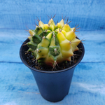 Gymnocalycium Variegata (Гимнокалициум Вариегатный)