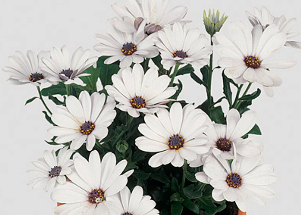 Остеоспермум Flower Power White ЕВРО ОКС укорененный черенок