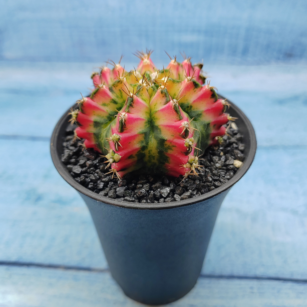 Gymnocalycium Variegata (Гимнокалициум Вариегатный)